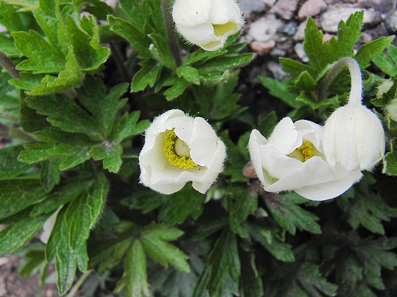 Изображение особи Anemone sylvestris.