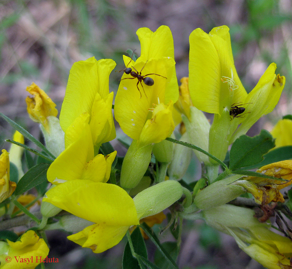 Image of Chamaecytisus ruthenicus specimen.