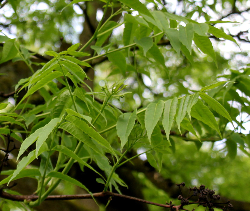 Изображение особи Phellodendron amurense.