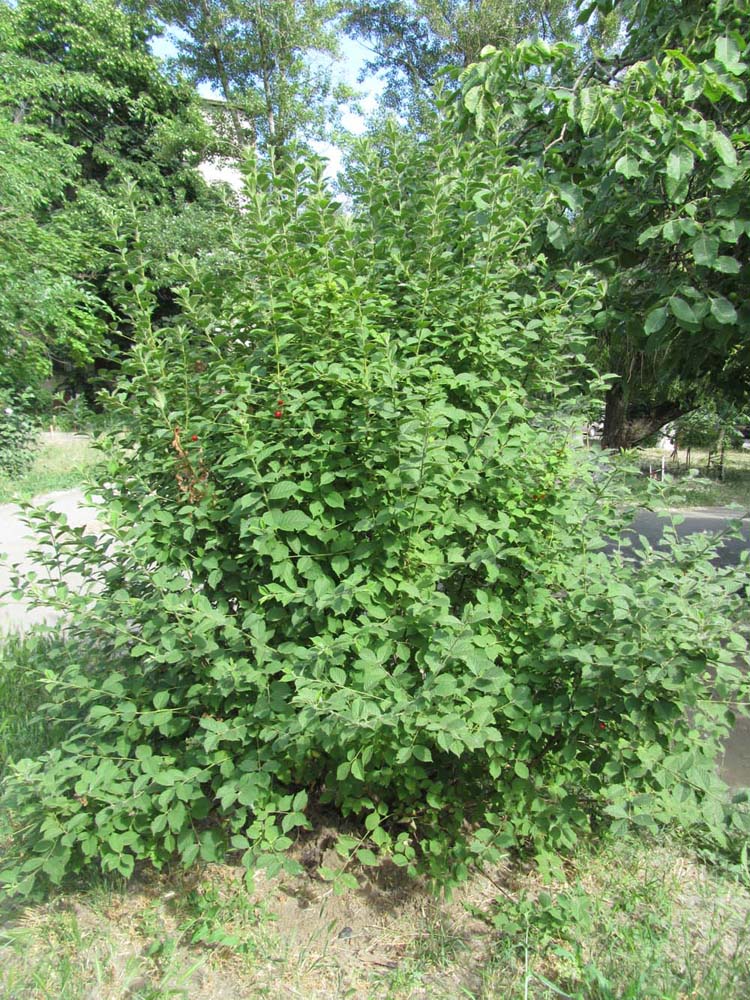 Image of Cerasus tomentosa specimen.