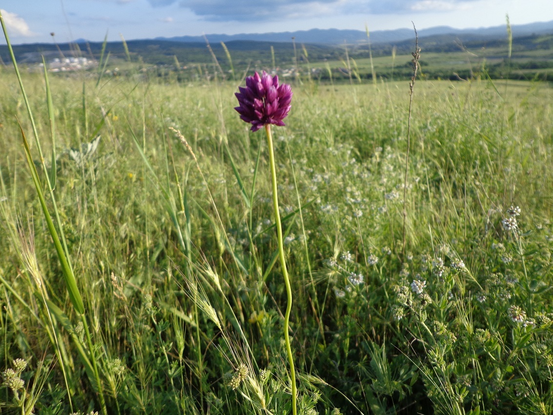 Image of Allium rotundum specimen.