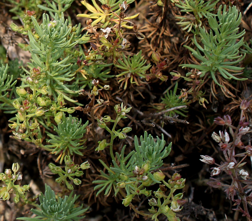 Image of Veronica armena specimen.