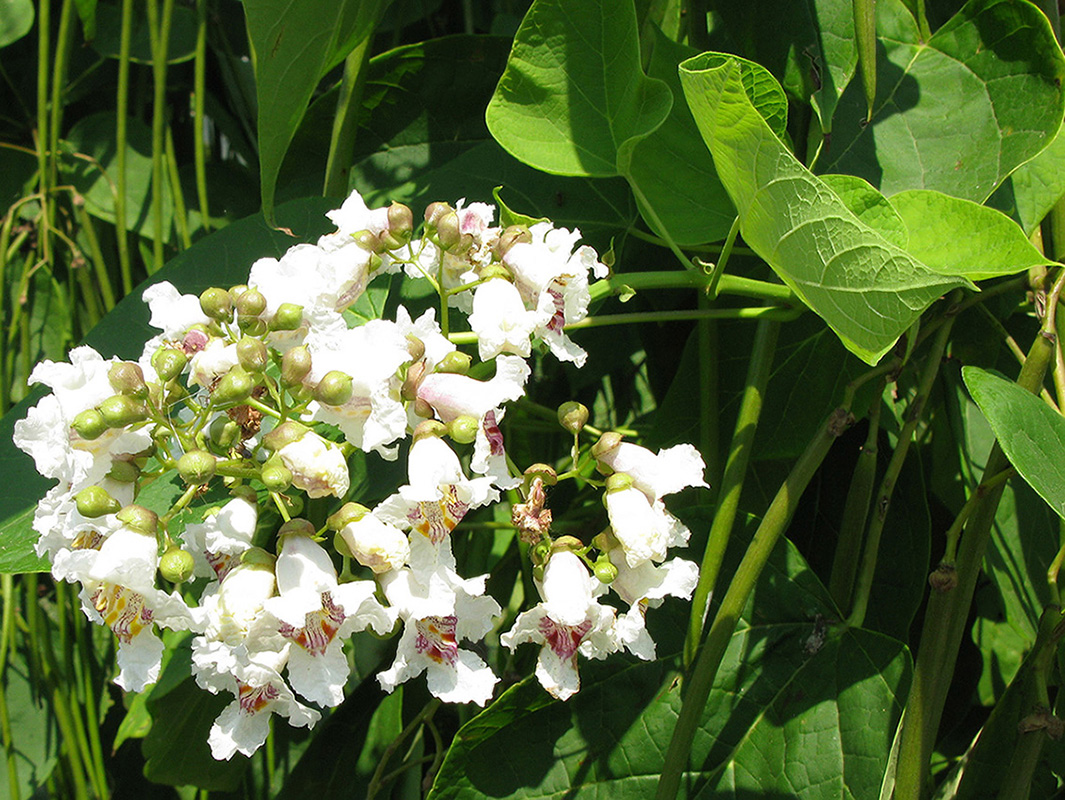 Image of Catalpa bignonioides specimen.