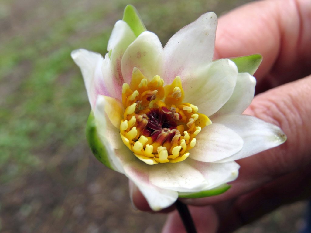 Image of Nymphaea tetragona specimen.