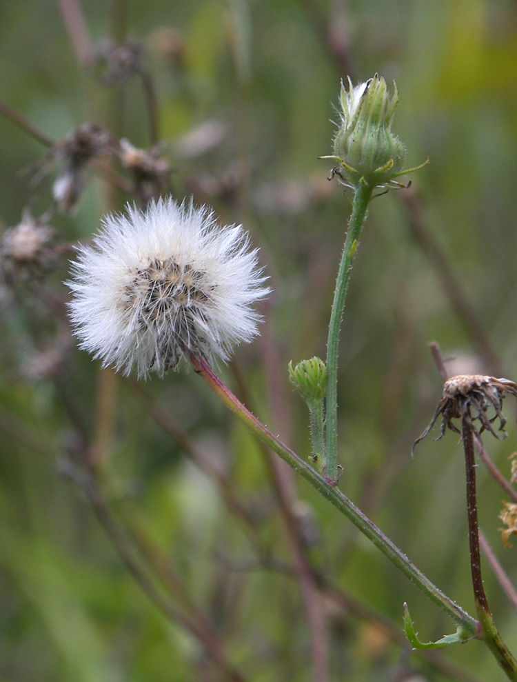 Image of Picris hieracioides specimen.