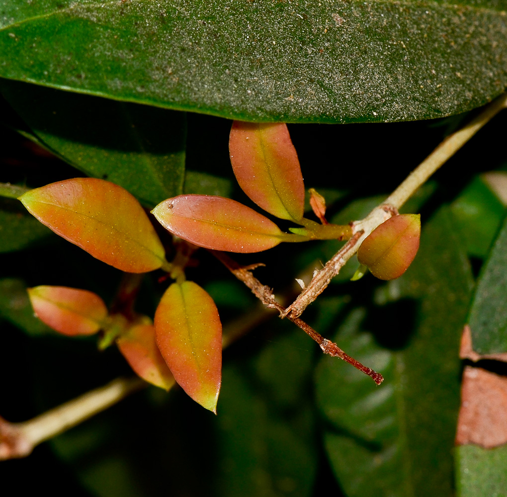 Изображение особи Syzygium australe.