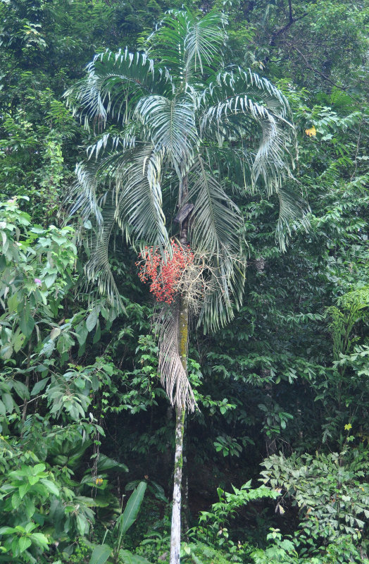 Изображение особи Carpentaria acuminata.