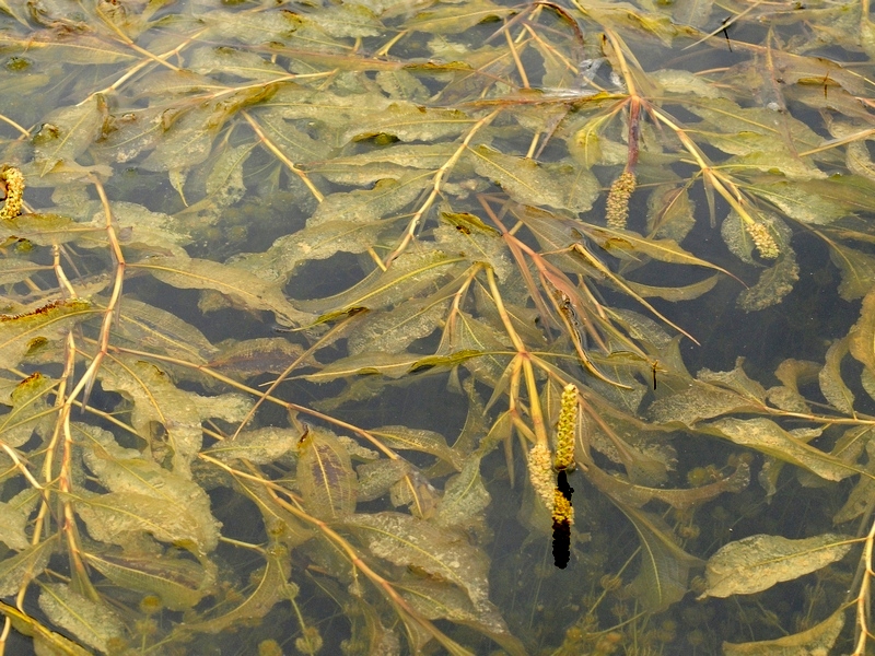 Image of Potamogeton lucens specimen.