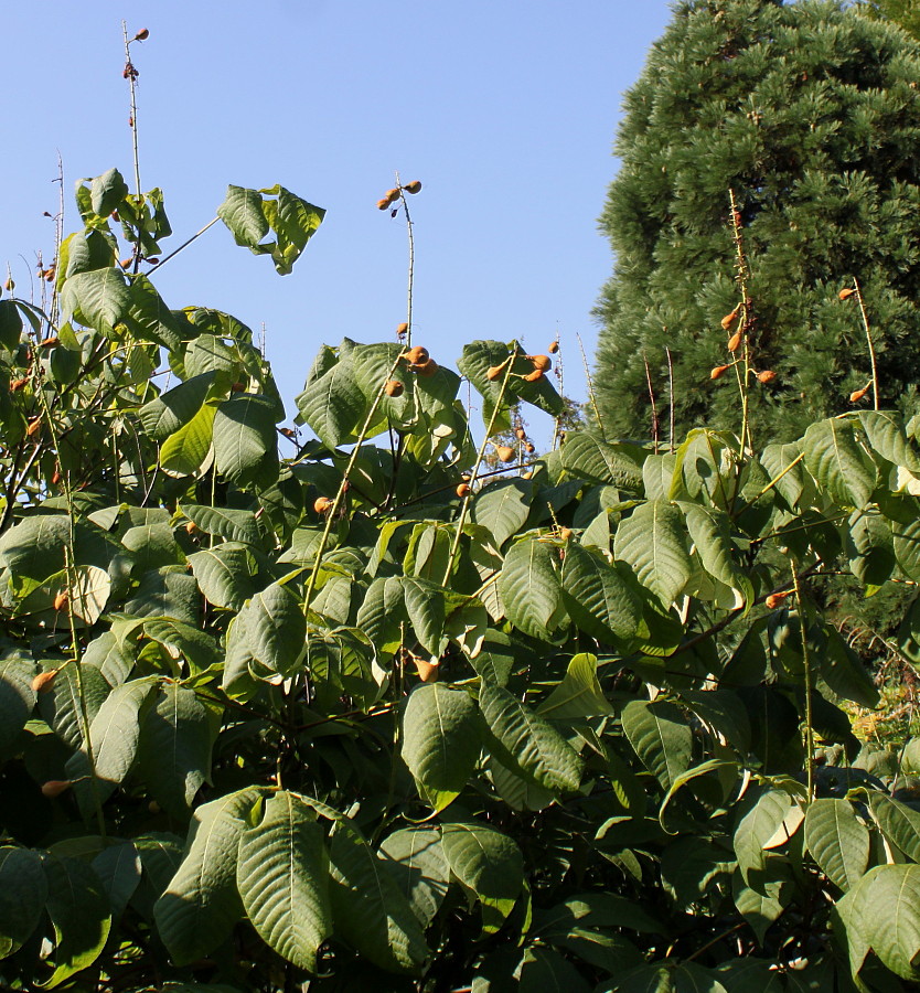 Изображение особи Aesculus parviflora.