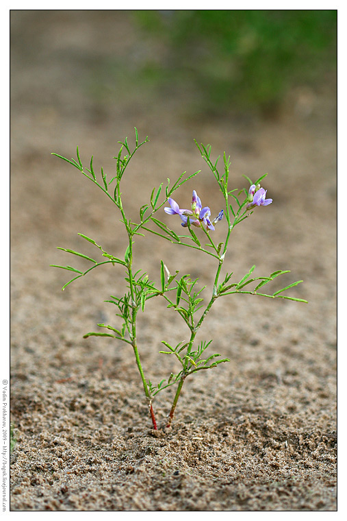 Изображение особи Astragalus arenarius.