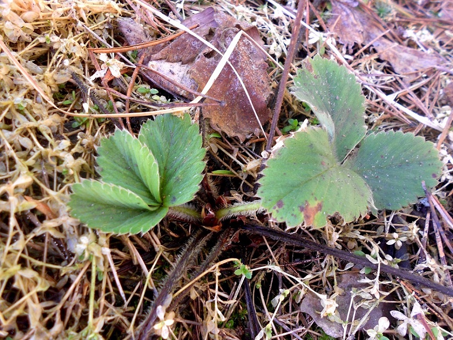 Image of Fragaria vesca specimen.