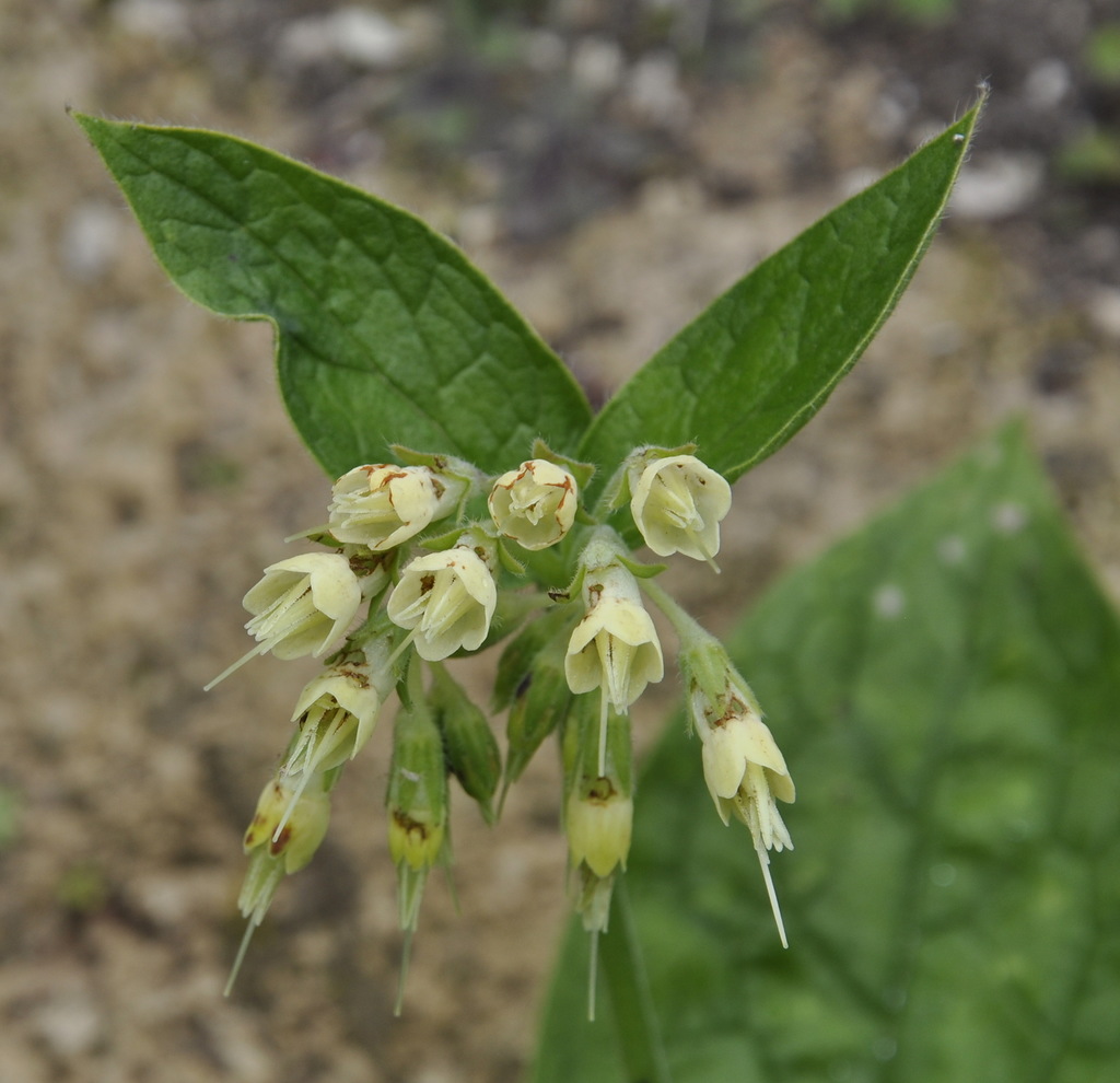 Image of Symphytum bulbosum specimen.