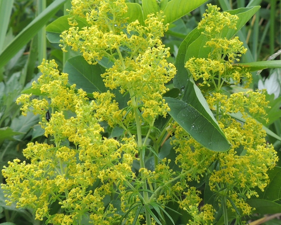 Image of Galium verum specimen.