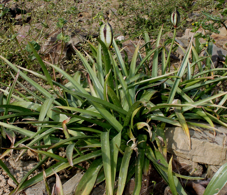 Изображение особи Tulipa tarda.