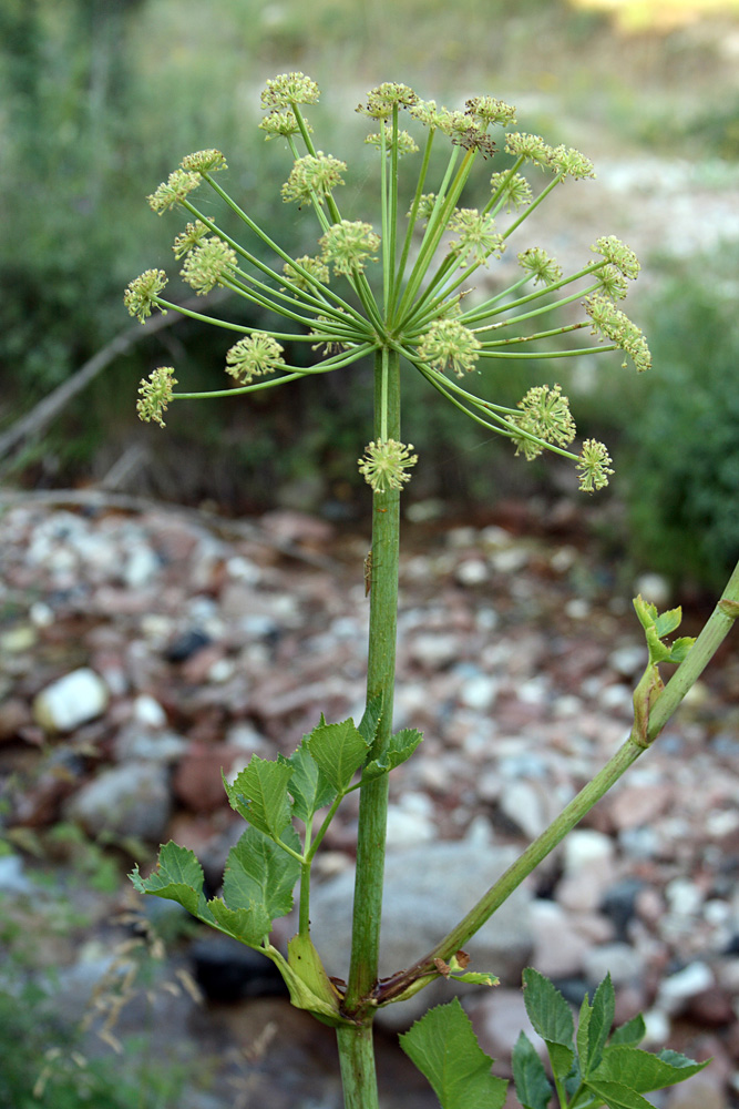 Image of Archangelica tschimganica specimen.