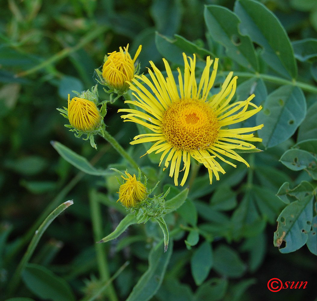 Image of Inula britannica specimen.