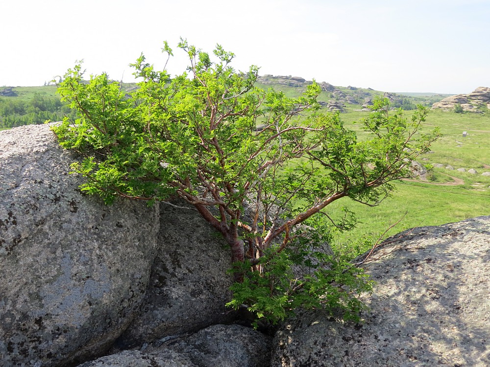 Image of Sorbus sibirica specimen.