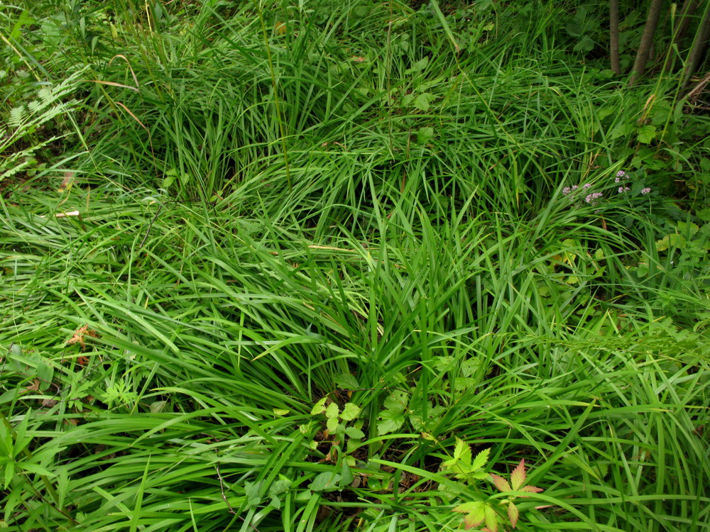 Image of Iris ruthenica specimen.