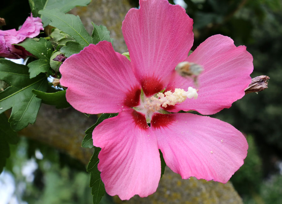 Изображение особи Hibiscus syriacus.