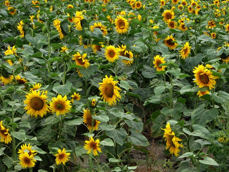 Image of Helianthus annuus specimen.