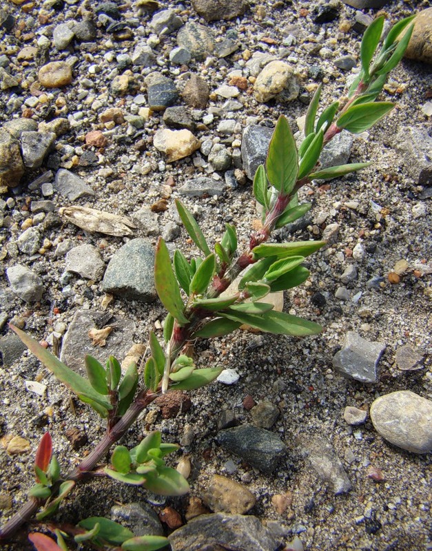 Image of genus Polygonum specimen.