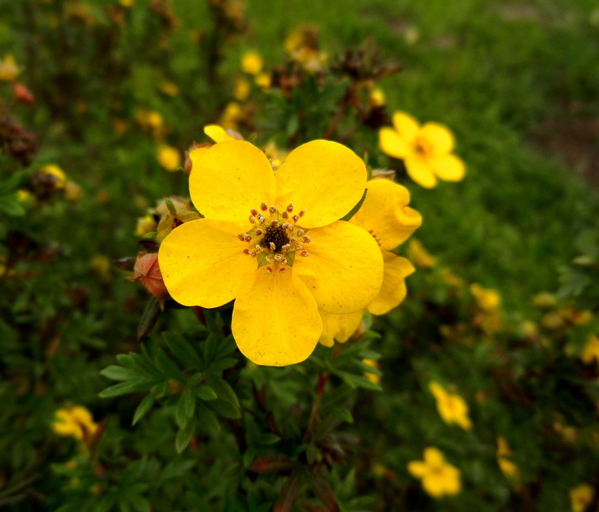 Image of Dasiphora fruticosa specimen.