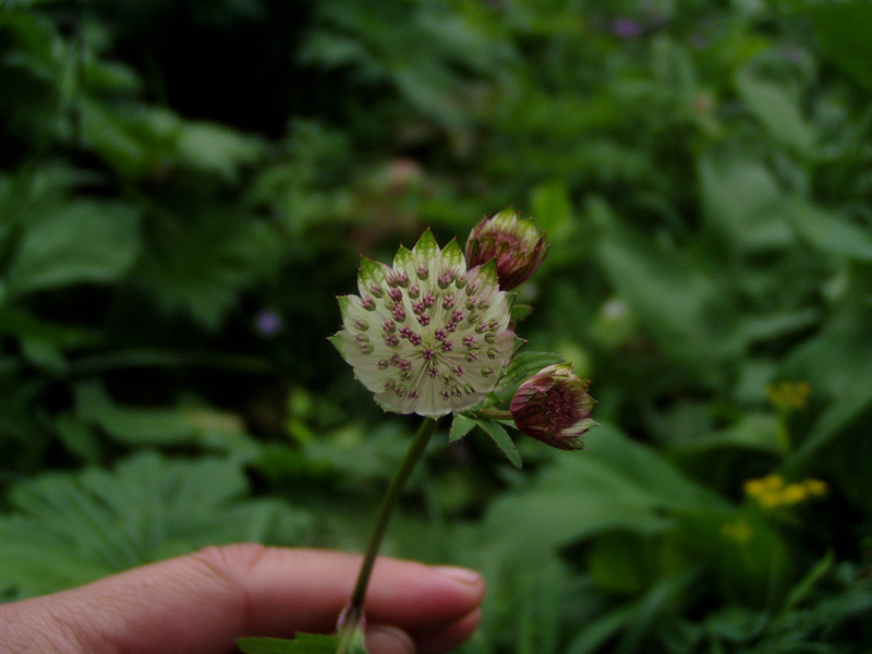 Изображение особи род Astrantia.