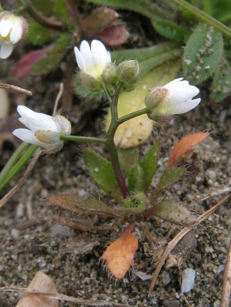 Image of Erophila verna specimen.