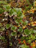 Salix myrsinites. Растение (высота около 20 см) во влажной кустарничковой тундре. Окрестности Мурманска, северный склон Лисьей сопки, конец августа 2008 г.