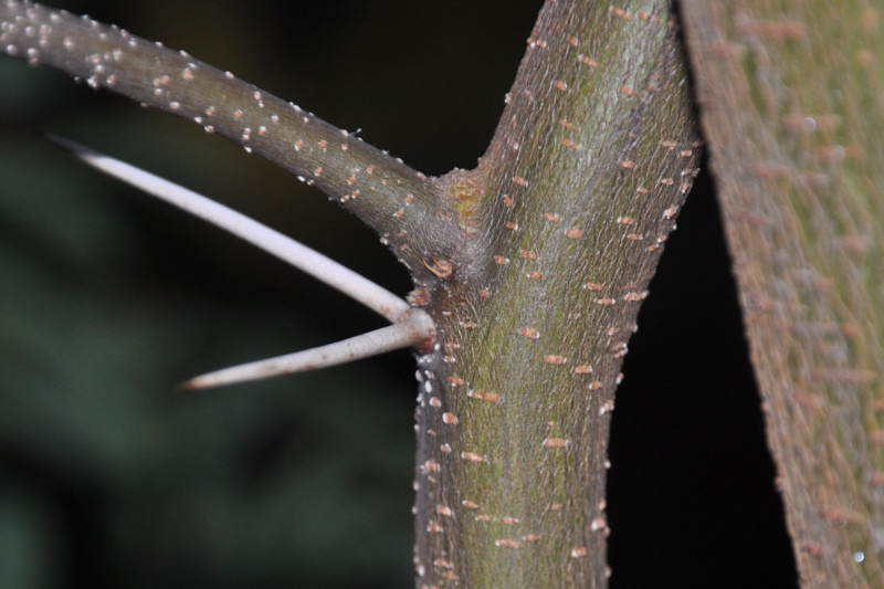 Image of Vachellia farnesiana specimen.