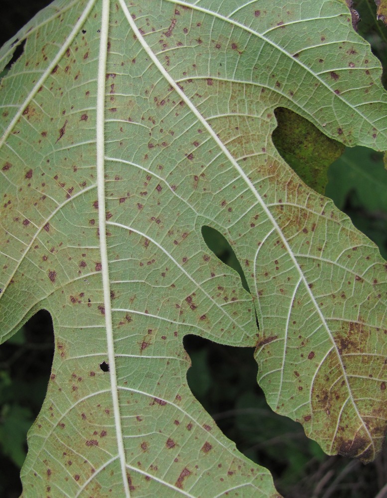 Image of Ficus carica specimen.