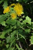 Hieracium umbellatum. Цветущее растение. Ленинградская обл., Всеволожский р-н, дер. Лаппелово, берег Лаппелевского оз. 15.08.2015.