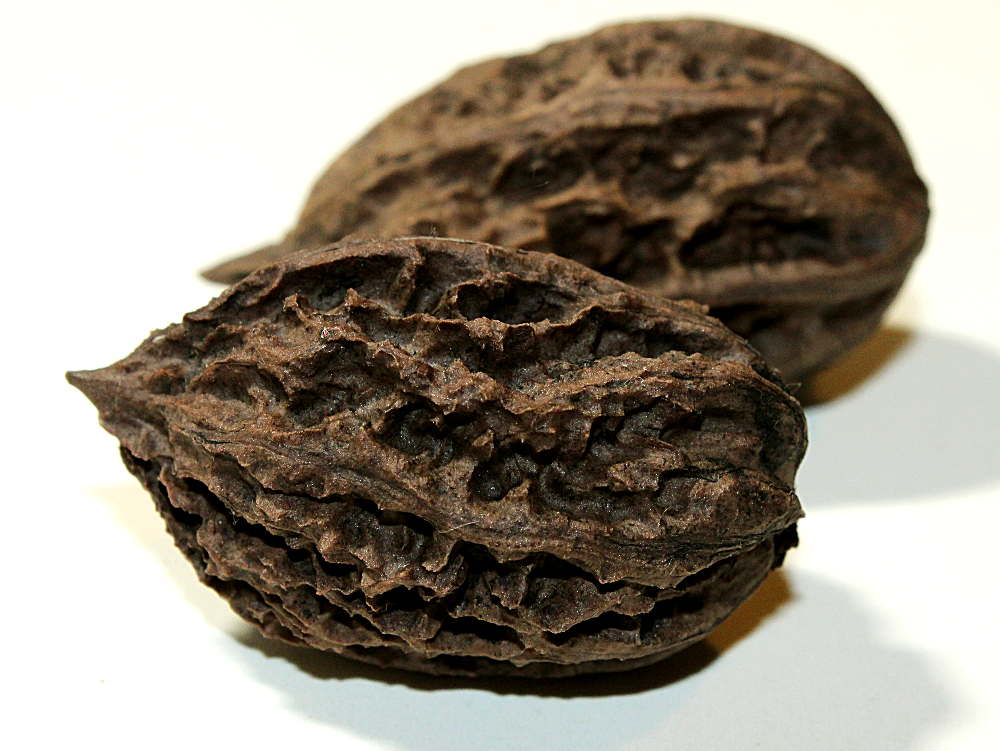 Image of Juglans mandshurica specimen.