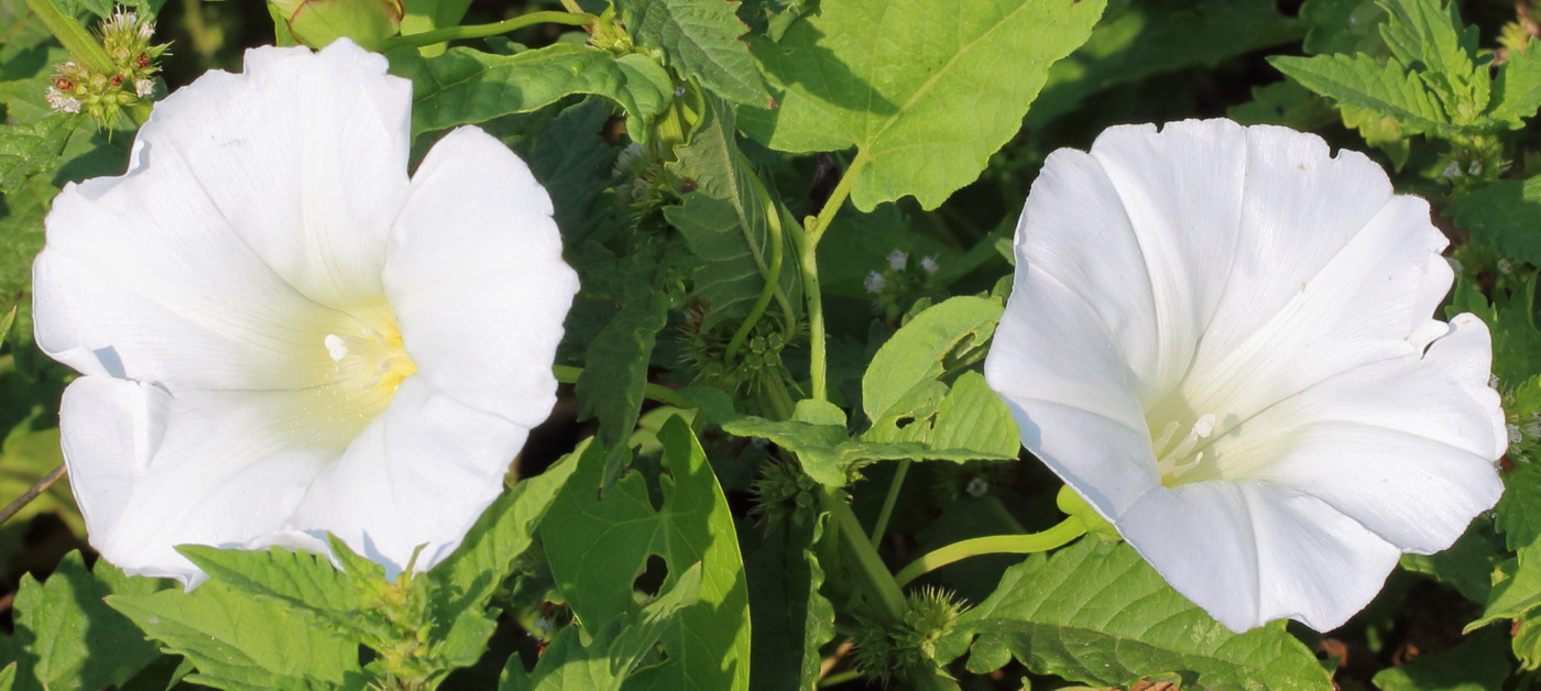 Image of Calystegia sepium specimen.