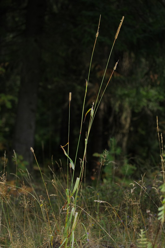 Изображение особи Phleum pratense.