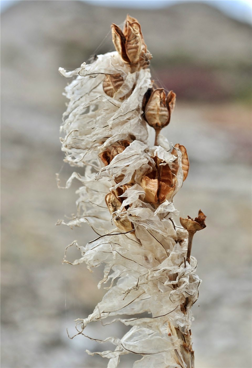 Image of Asphodeline taurica specimen.