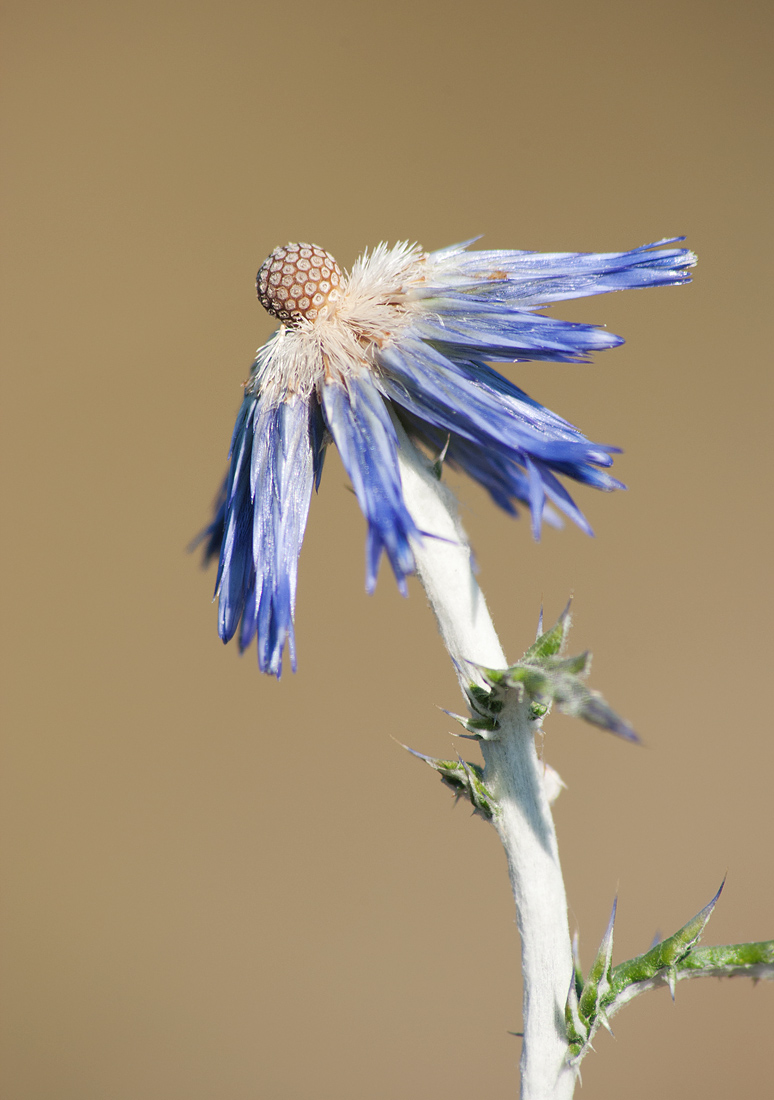 Изображение особи Echinops ruthenicus.