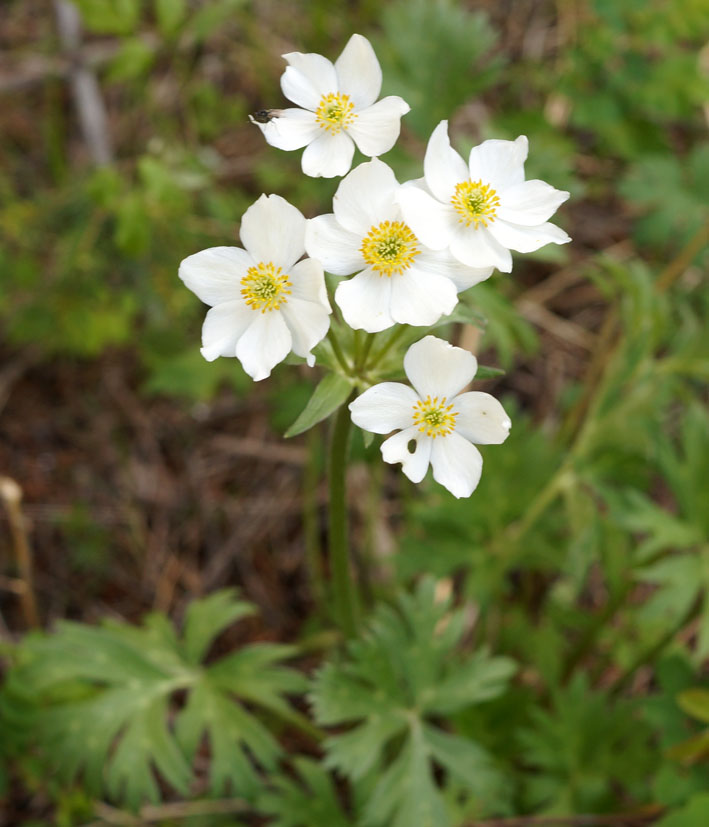 Image of Anemonastrum protractum specimen.