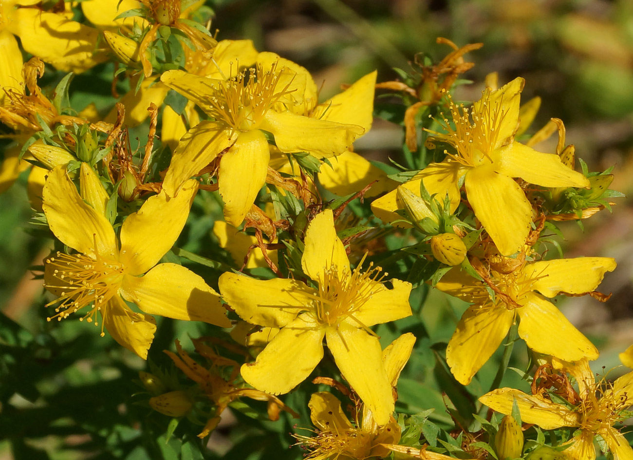 Image of Hypericum perforatum specimen.