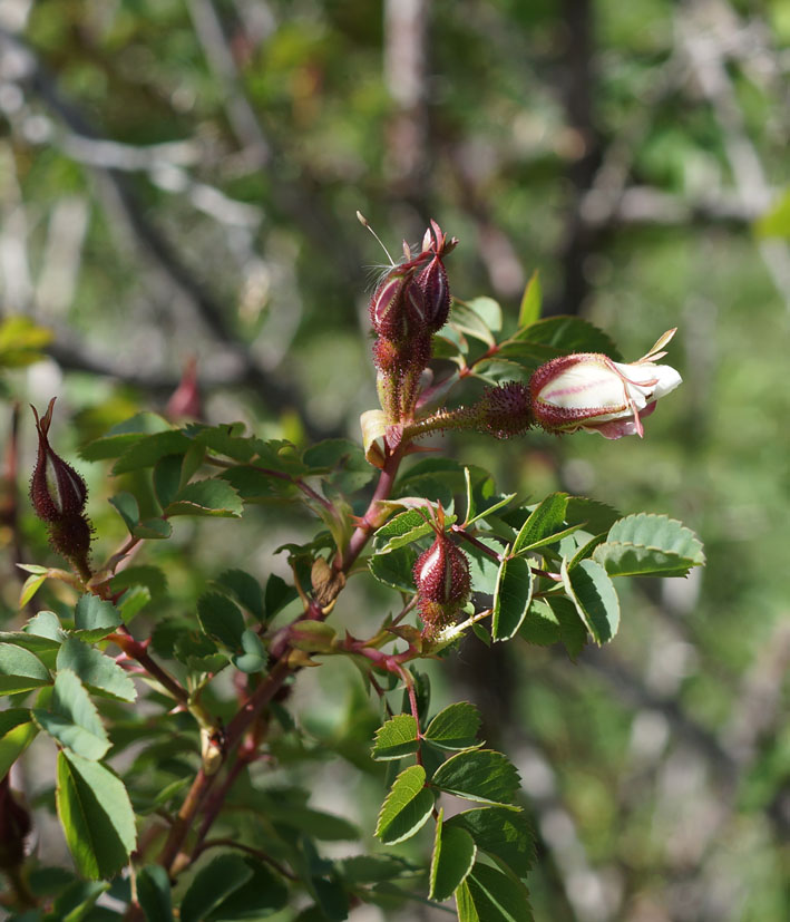 Image of Rosa fedtschenkoana specimen.