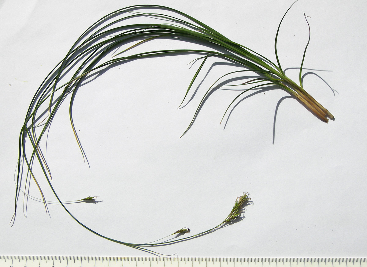 Image of genus Carex specimen.