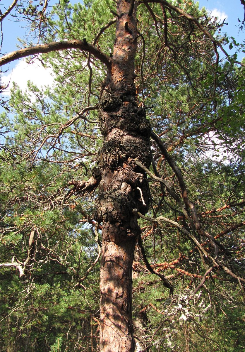 Изображение особи Pinus sylvestris.