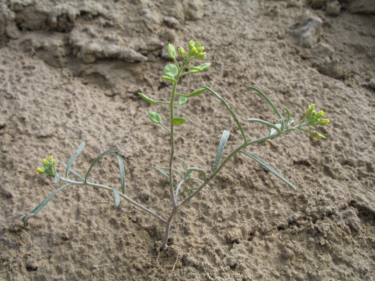 Image of Meniocus linifolius specimen.