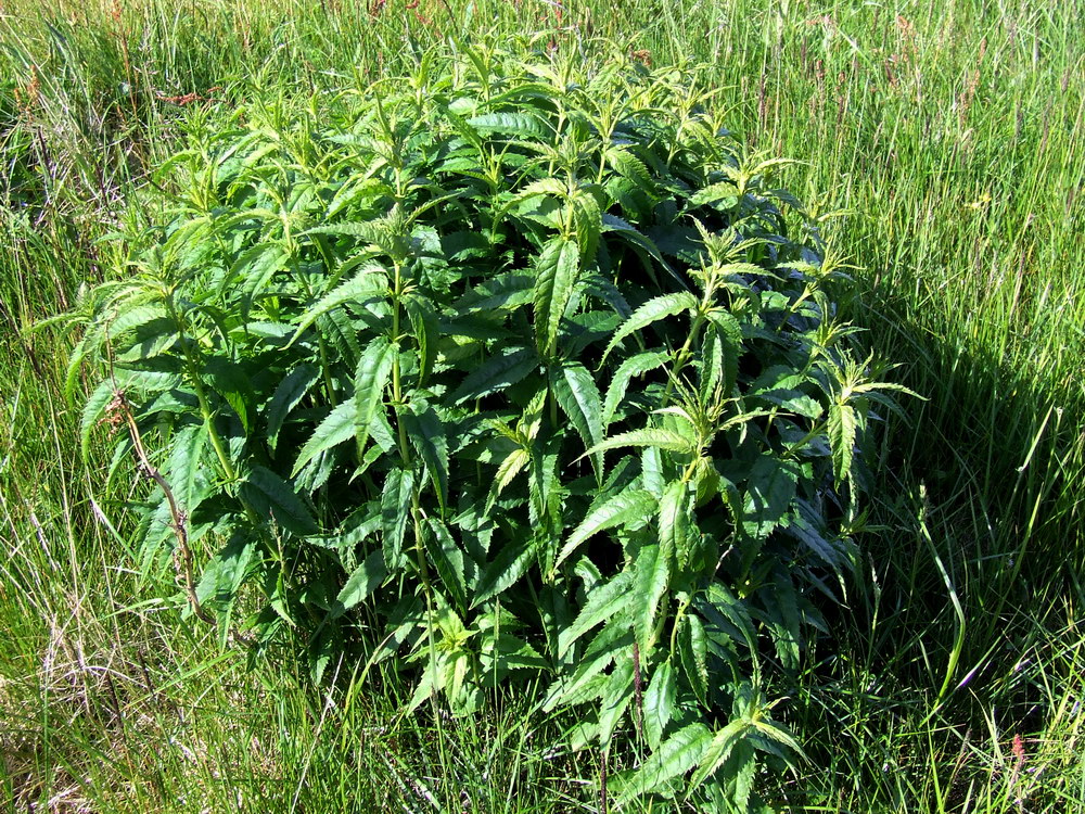 Image of Veronica longifolia specimen.