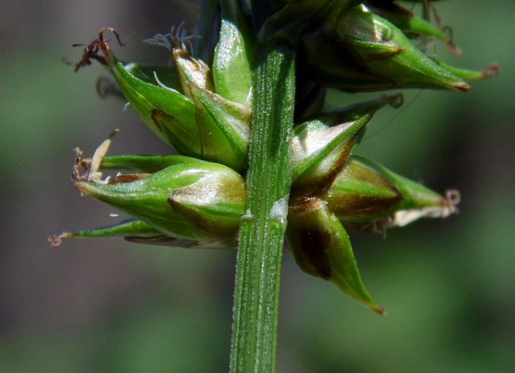 Изображение особи род Carex.