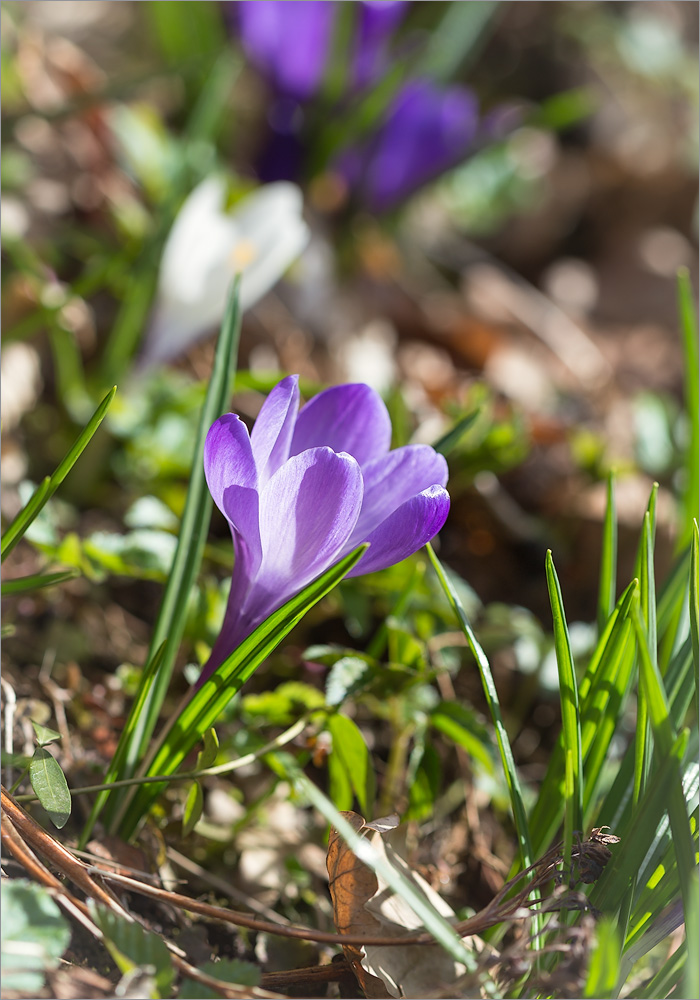 Изображение особи Crocus vernus.