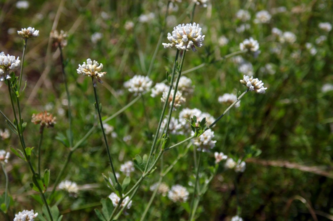 Image of Dorycnium herbaceum specimen.