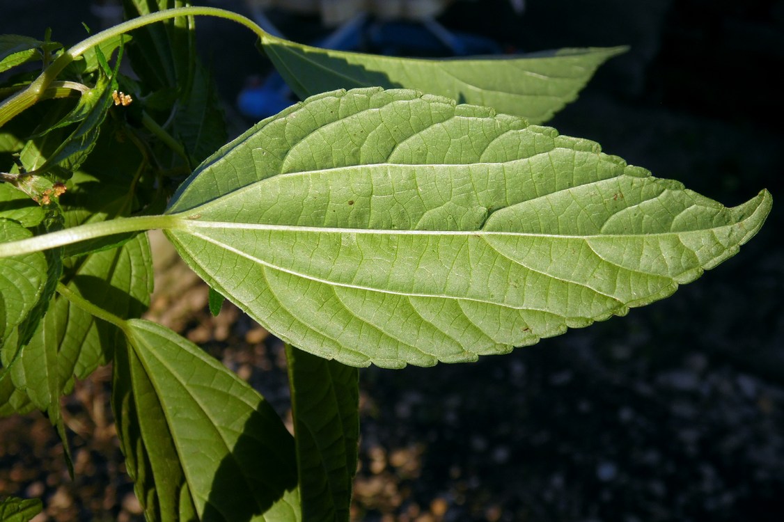 Изображение особи Acalypha australis.