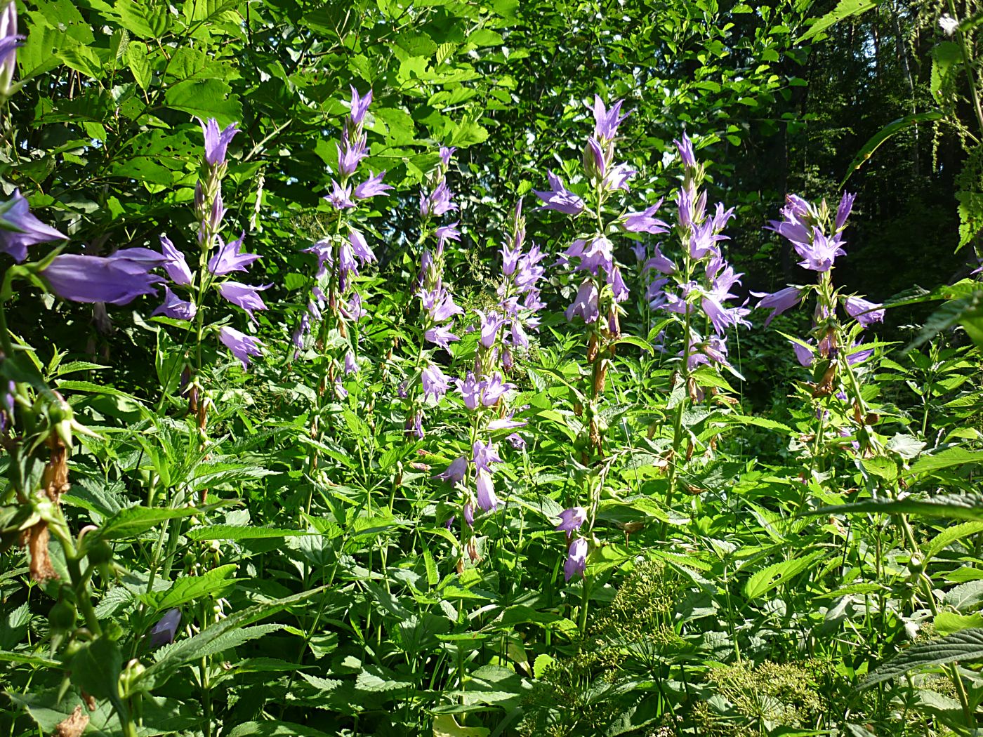 Image of Campanula latifolia specimen.