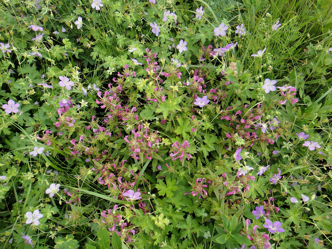 Image of Pedicularis resupinata specimen.